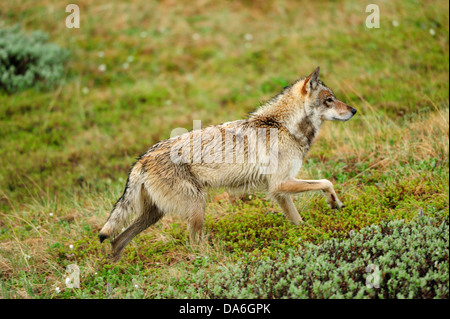 Wolf (Canis Lupus) schlich durch die arktische tundra Stockfoto