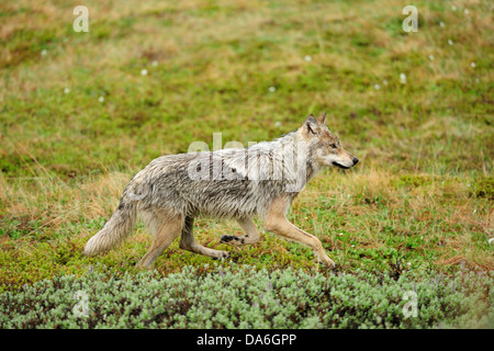 Wolf (Canis Lupus) schlich durch die arktische tundra Stockfoto