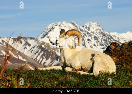 Dall-Schafe (Ovis Dalli Dalli) in der arktischen Tundra vor die Alaska Range Stockfoto
