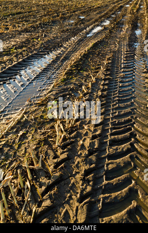 Muddy Land. Spuren im Schlamm von landwirtschaftlichen Maschinen auf Ackerland erstellt während der Ernte, England, Großbritannien Stockfoto