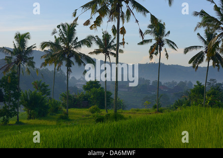 Indonesien, Bali, Sidemen, Reisfelder in Terrasse und Kokosnüsse am Morgen Stockfoto