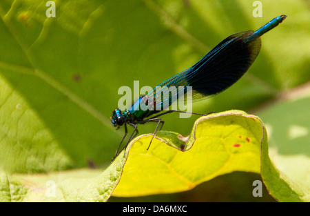 Fliegen Sie männlichen Banded Prachtlibelle - Calopteryx Splendens - Familie Calopterygidae Bestandteil der Unterordnung Zygoptera... Stockfoto