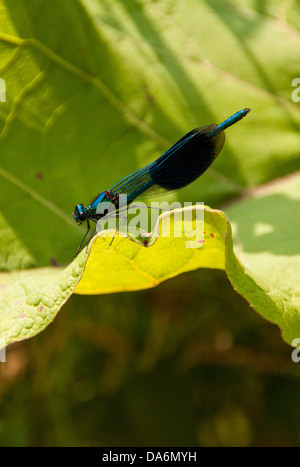 Fliegen Sie männlichen Banded Prachtlibelle - Calopteryx Splendens - Familie Calopterygidae Bestandteil der Unterordnung Zygoptera... Stockfoto