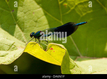 Fliegen Sie männlichen Banded Prachtlibelle - Calopteryx Splendens - Familie Calopterygidae Bestandteil der Unterordnung Zygoptera... Stockfoto