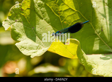 Fliegen Sie männlichen Banded Prachtlibelle - Calopteryx Splendens - Familie Calopterygidae Bestandteil der Unterordnung Zygoptera... Stockfoto