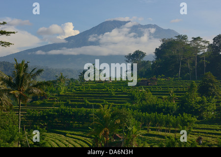 Indonesien, Bali, Sidemen, Reisfelder in der Terrasse und im Hintergrund der Vulkan Gunung Agung Stockfoto