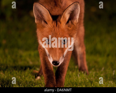 Fox Cub hautnah Stockfoto