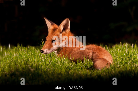 Red Fox Cub im Garten Stockfoto