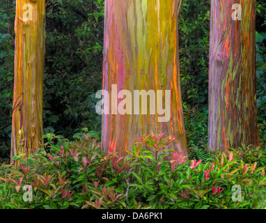 USA, USA, Amerika, Hawaii, Maui, Wald, Rinde, Regenbogen Rinde, Eukalyptus, Baum Stockfoto