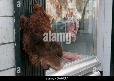 Kamel Kopf hängen beim Metzger kaufen verkaufen Kamelfleisch, Shiraz, Zentraliran Stockfoto