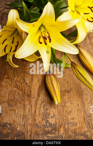 gelbe Lilie Blumen Stockfoto