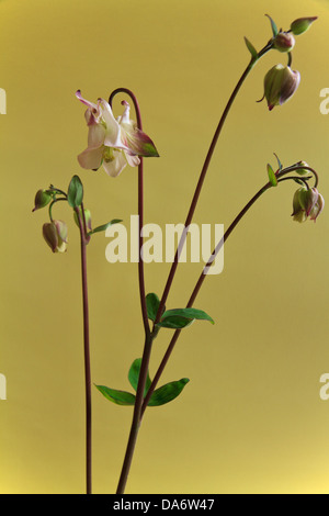 Blass rosa Omas Motorhaube oder Akelei (Aquilegia) in einem Studio gegen einen hellgelben Hintergrund fotografiert Stockfoto