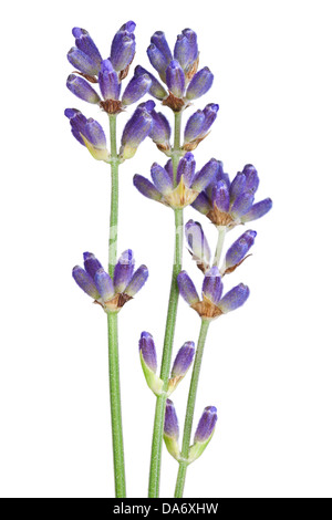 Lavendel Blumen isoliert auf weißem Hintergrund. Makroaufnahme Stockfoto
