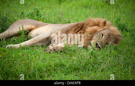 Löwen dösen auf grünen Rasen in Südafrika. Stockfoto