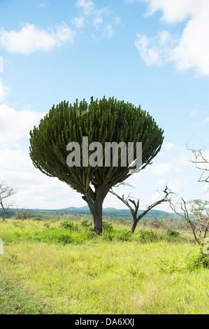 Schöne Kerzenleuchter Baum (Euphorbia Kandelaber) in KwaZulu-Natal, Südafrika Stockfoto