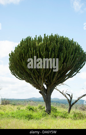 Schöne Kerzenleuchter Baum (Euphorbia Kandelaber) in KwaZulu-Natal, Südafrika Stockfoto