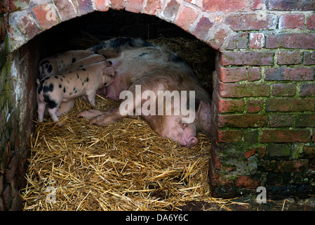 Schwein mit Ferkel. Acton Scott historischen Bauernhof Stockfoto