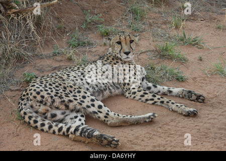 Gepard im Africat Foundation, Namibia, Südafrika Stockfoto