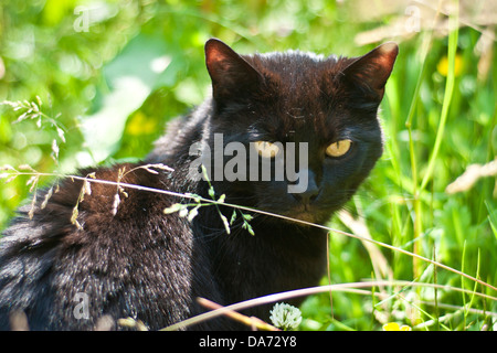 Eine schwarze Katze mit gelbe Augen piercing sitzt in einem Garten von grünem Rasen starrte Stockfoto