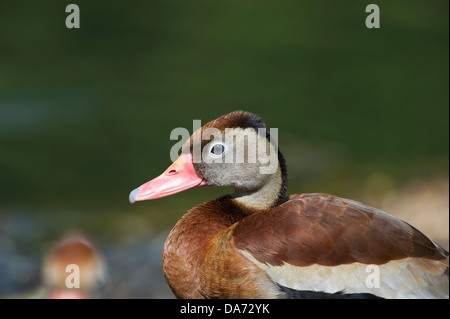 Porträt einer schwarzbäuchigen Pfeifen-Ente Stockfoto