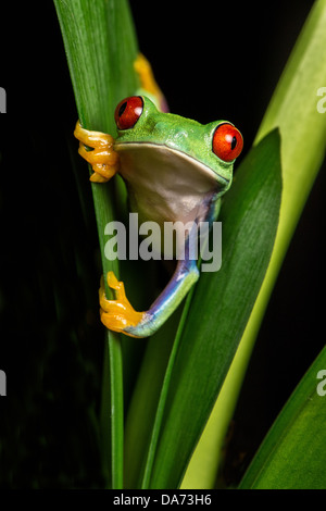 Pfau-Frosch auf Blatt Stockfoto