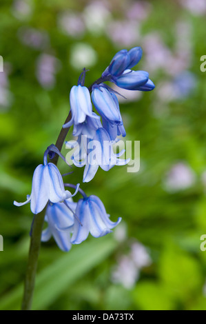 BLUEBELL Blume vor grünem Hintergrund jedoch unscharf Stockfoto