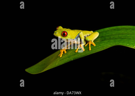 Pfau-Frosch auf Blatt Stockfoto