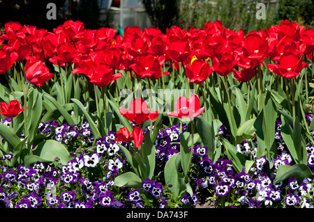 Tulpen und Stiefmütterchen Feld im Frühling Stockfoto