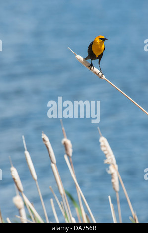 Gelbe Spitze Blackbird gehockt Rohrkolben Stockfoto