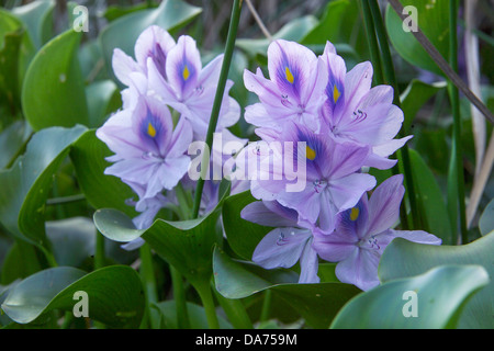 Wasserhyazinthe auf Juniper ausführen, Ocala NAT ' l Wald, FL Stockfoto