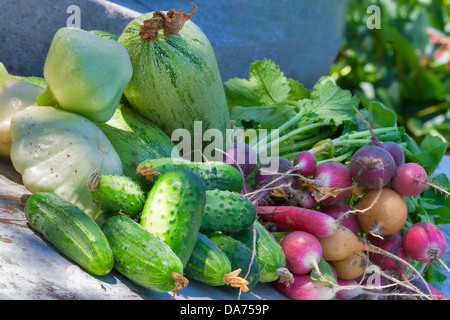 Sommer Gemüseernte von Kürbis, Zucchini, Gurken, Radieschen Stockfoto