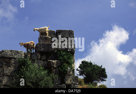 Ziegen Klettern Ruinen in der antiken Stadt Kaunos oder Caria in Anatolien, in der Nähe von Dalyan, Provinz Mugla, Türkei. Stockfoto