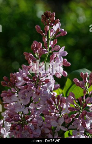 Frühlingsblumen Sie Flieder, Syringa vulgaris Stockfoto