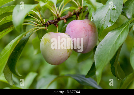 Japanese plums on branch (Prunus salicina) Stockfoto
