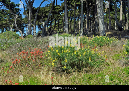 wilde Blumen, Lands End Golden Gate National Park, San Francisco, Kalifornien, USA Stockfoto