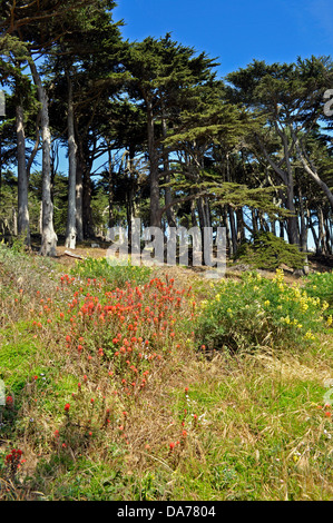 wilde Blumen, Lands End Golden Gate National Park, San Francisco, Kalifornien, USA Stockfoto