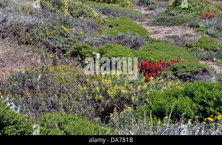 wilde Blumen, Lands End Golden Gate National Park, San Francisco, Kalifornien, USA Stockfoto