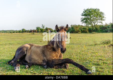 Das New Forest Pony ist eines der anerkannten Berg und Moor oder native Pony Rassen der britischen Inseln. Stockfoto