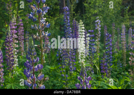 Lupine Wildblumen in eine Waldlichtung außerhalb von Stockholm, Schweden kurz vor Mittsommer. Stockfoto