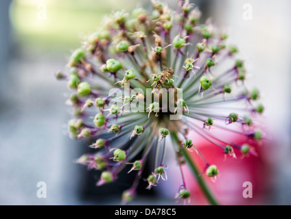 Lebendige Nahaufnahme einer blühenden allium-Blume mit verschwommenem Hintergrund. Stockfoto