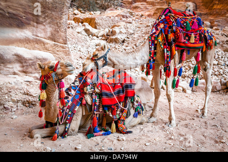 Zwei Kamele in Petra, Jordanien Stockfoto