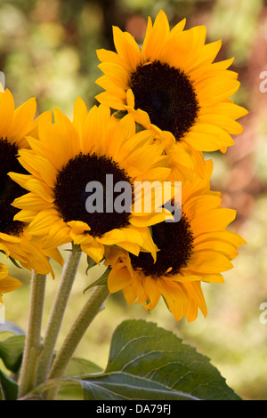 Sonnenblume (Helianthus annuus) Blüte Stockfoto