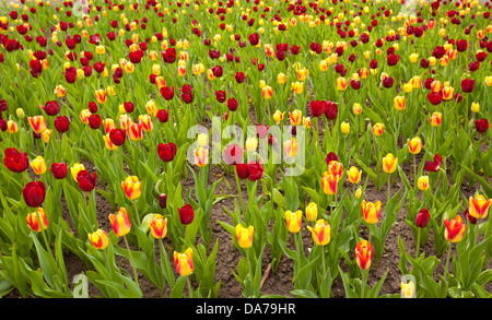 Bereich der bunte Tulpen Stockfoto