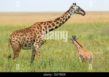 Eine junge Giraffe und seine Mutter (Giraffa Plancius) in Serengeti Nationalpark, Tansania Stockfoto