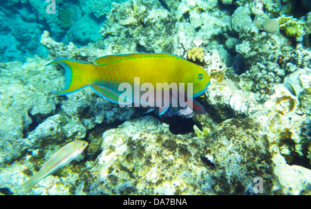 Blaue Tang Chirurg Fische Unterwasserwelt Rotes Meer Stockfoto