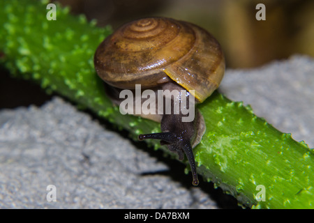 Schnecke auf grünem Stiel Stockfoto