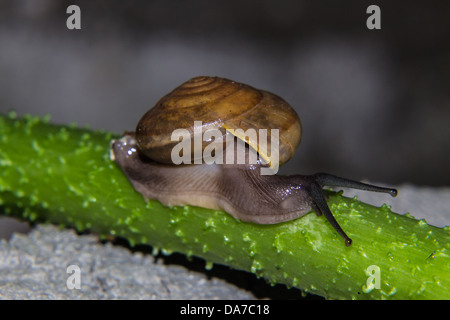 Schnecke auf grünem Stiel Stockfoto