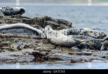 graue Dichtungen Halichoerus Grypus sonnen sich auf Felsen Northumberland Nordsee Stockfoto