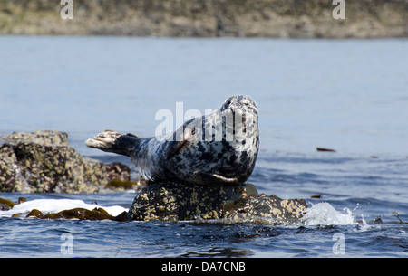 graue Dichtungen Halichoerus Grypus sonnen sich auf Felsen Northumberland Nordsee Stockfoto