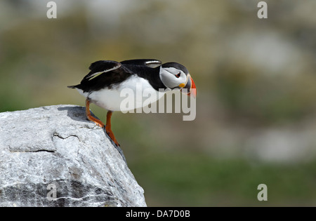 Papageitaucher Fratercula Arctica ausziehen aus Felsen Seacliff Nordsee Stockfoto